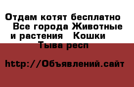 Отдам котят бесплатно  - Все города Животные и растения » Кошки   . Тыва респ.